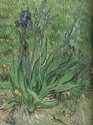 Vincent Van Gogh The Iris (nn04) Spain oil painting art